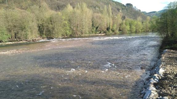 Foro denuncia ante la Fiscalía los daños causados en el río Narcea en Cornellana