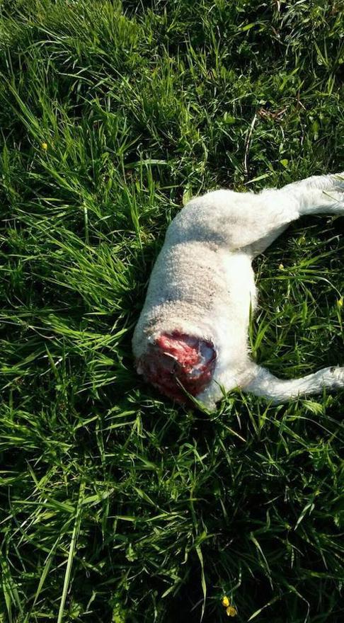 Un vecino de Sariego denuncia la aparición de una cordera degollada en su finca
