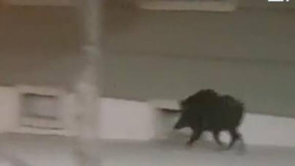 Abatido a tiros el jabalí que deambulaba desde ayer por las calles de Oviedo