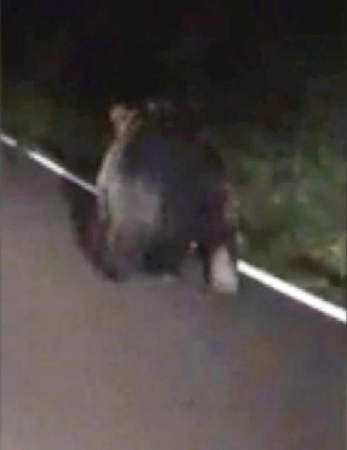 Un oso se pasea por Quirós