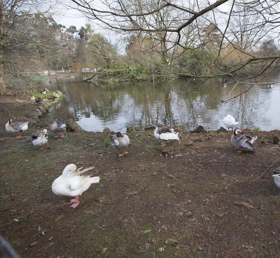 El apareamiento de las aves complica el dragado en los estanques de Isabel la Católica