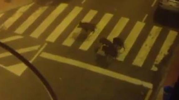 La Policía Local de Oviedo, a persecución diaria de jabalíes por la ciudad