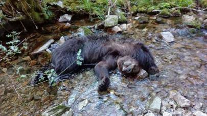 La necropsia descarta que los osos muertos en Cangas fallecieran por disparos