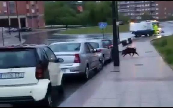 Un jabalí se da un paseo matutino por los alrededores del HUCA