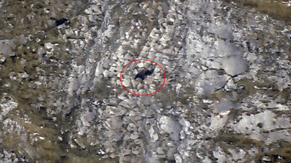 Un oso adulto mata a una cría en Somiedo