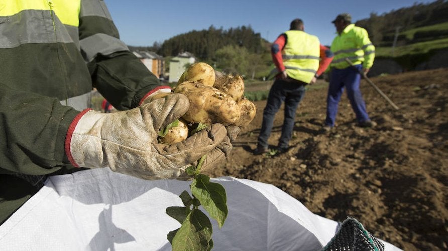 El Principado destruye 20.825 kilos de patatas afectadas por la polilla guatemalteca
