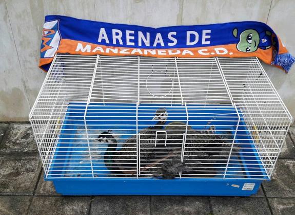 'Manzanito' y 'Arenita', los nuevos pavos reales