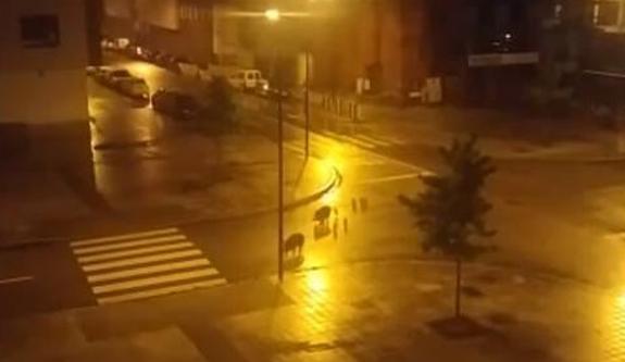 Nuevo Roces, territorio jabalí