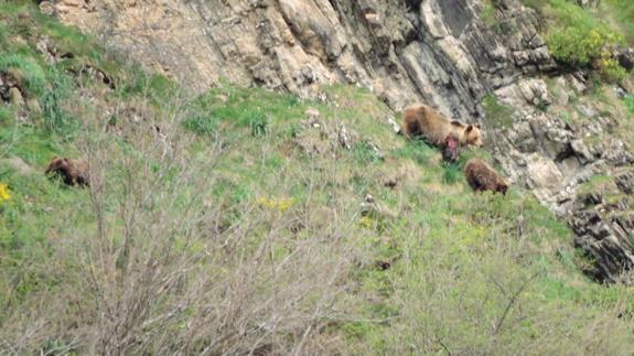 Fapas denuncia el «acoso» de los turistas a las osas reproductoras en el Parque Natural de Somiedo