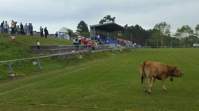 La boñiga de 'Generosa' repartió suerte