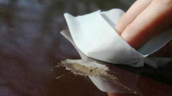 Así debes limpiar los excrementos de los pájaros sin dañar la pintura del coche
