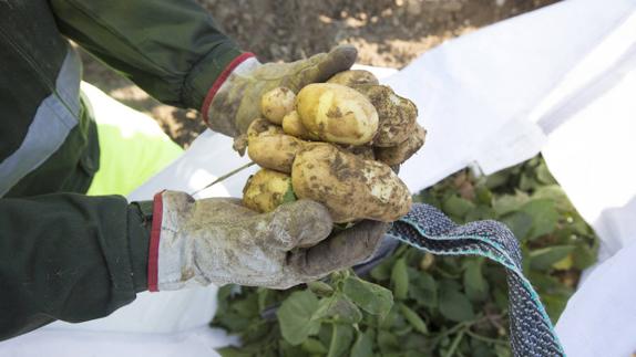 El Principado amplía a varias zonas las medidas contra la plaga de polilla