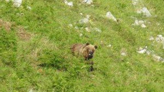 Una osa arrebata un rebeco recién abatido por un cazador
