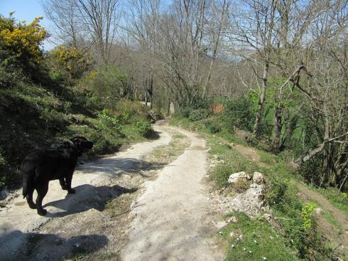 Por el Camín de la Reina para ver a la Santina