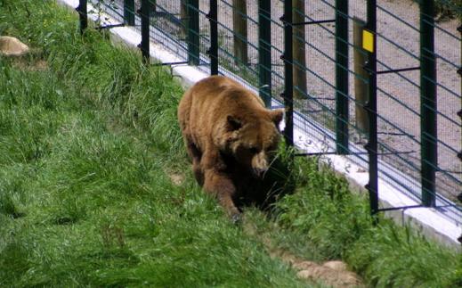 El oso 'Furaco' regresa a Cantabria tras fallar el proyecto de reproducción